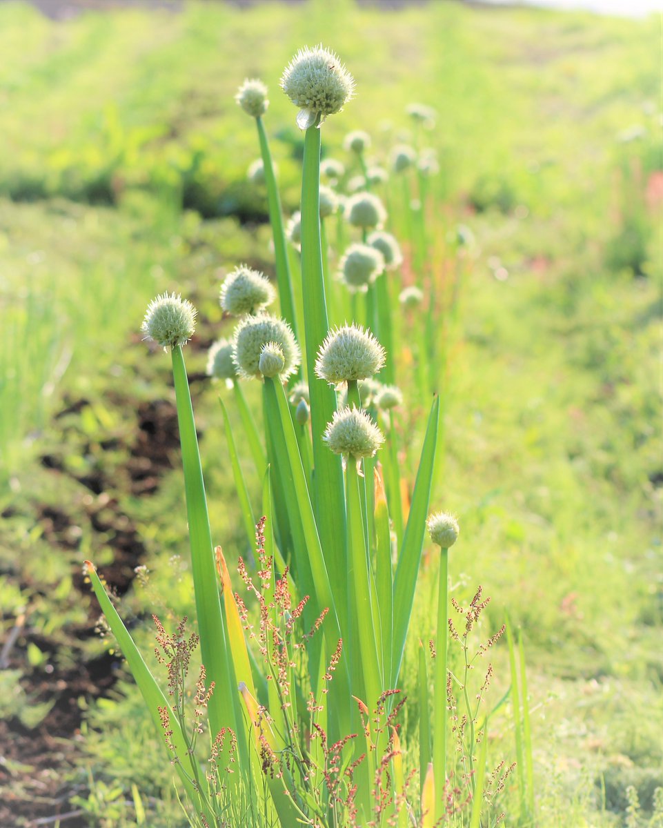 ぽて 昨年 採り残した長ネギに花が咲きました やがて真っ黒な種ができます 撒くと発芽するし 時間はかかりますが ちゃんと大きくなります 実は この列はみんな自家採種なんだよ 家庭菜園 ガーデニング 自然農法 野菜 花 ブログ初心者と