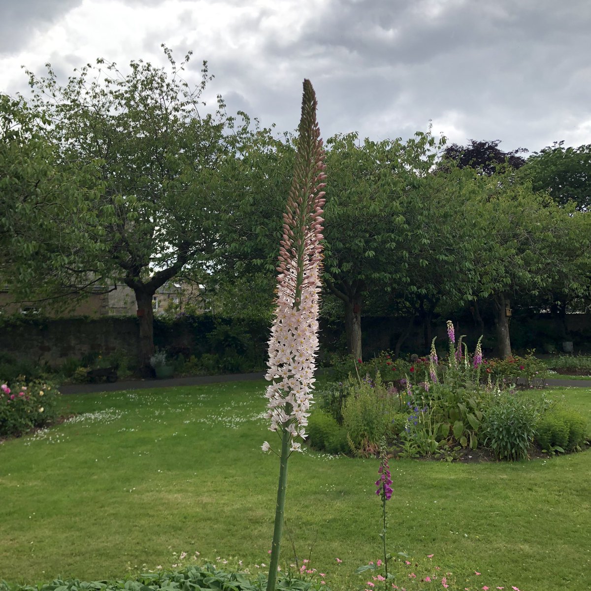 StarbankPark's tweet photo. Is this totally smashing our extraordinary foxtail Lily?? @StarbankPark #Eremurus_robustus #eremurus #bloominggorgeous #comeandsee #foxtaillily #communitygarden #lovedgarden #Edinburghpark https://t.co/VEP34f5NIy