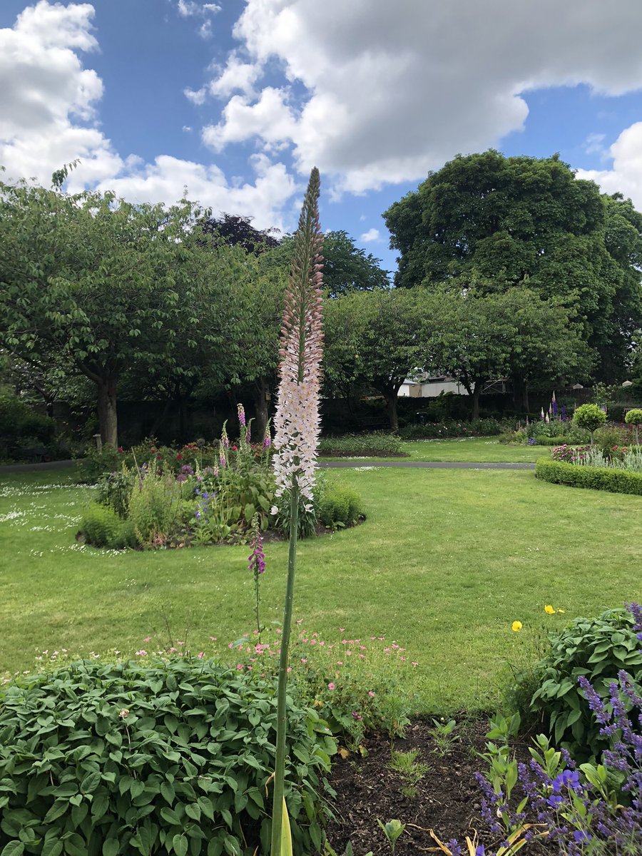 StarbankPark's tweet photo. Is this totally smashing our extraordinary foxtail Lily?? @StarbankPark #Eremurus_robustus #eremurus #bloominggorgeous #comeandsee #foxtaillily #communitygarden #lovedgarden #Edinburghpark https://t.co/VEP34f5NIy