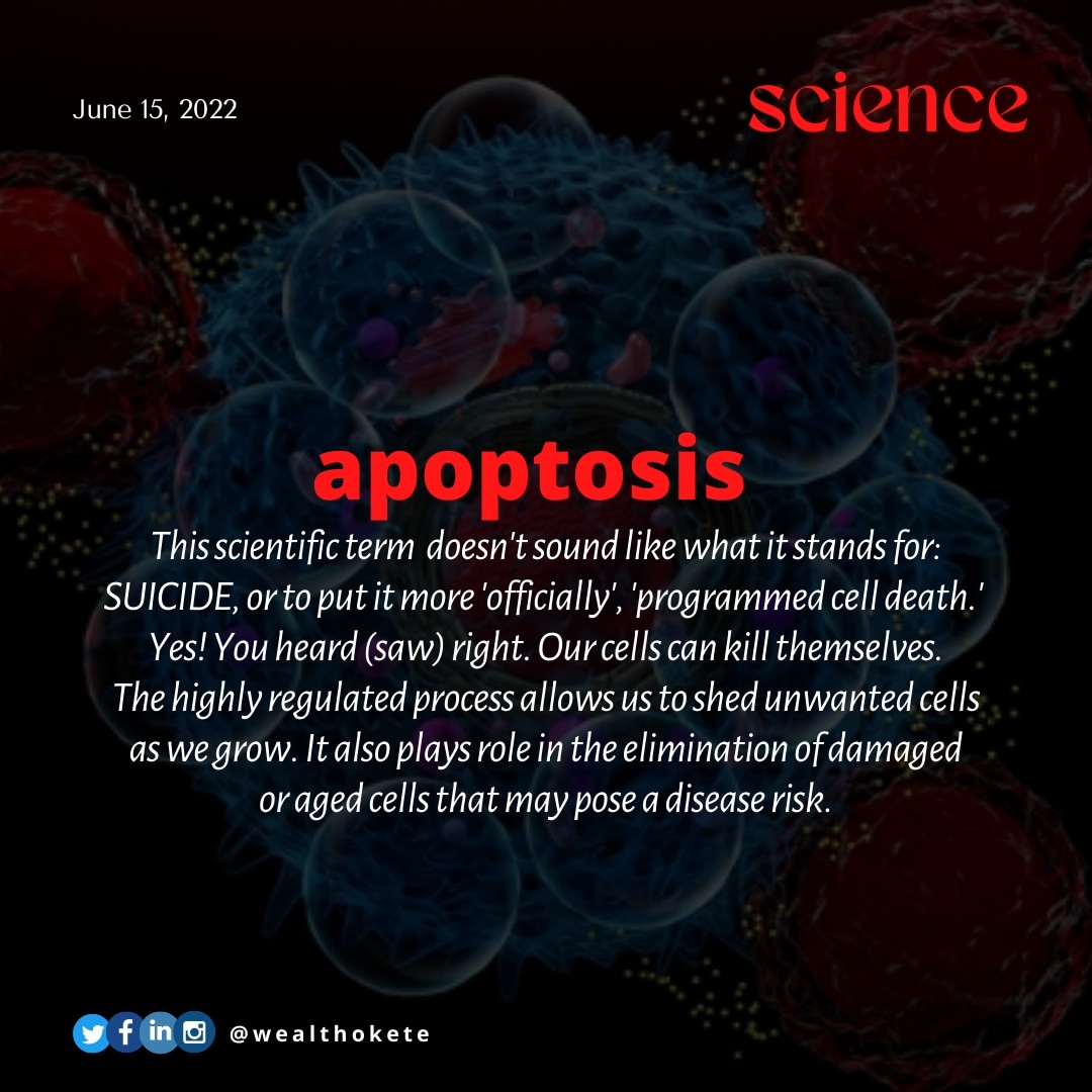 wealthokete_'s tweet image. Why would a cell commit suicide? 😲😩🤯

#Apoptosis is the fancy word scientists coined to describe the non-so-fancy process of #CellDeath - or to present it more fancifully, #ProgrammedCellDeath.

#scicomm #sciencecommunication #scienceeducation #scientist #science #cellcycle