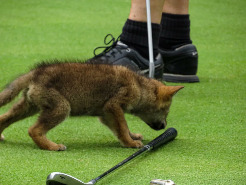 We had a surprise guest show up to a foursome yesterday 🥹 #cardnimals