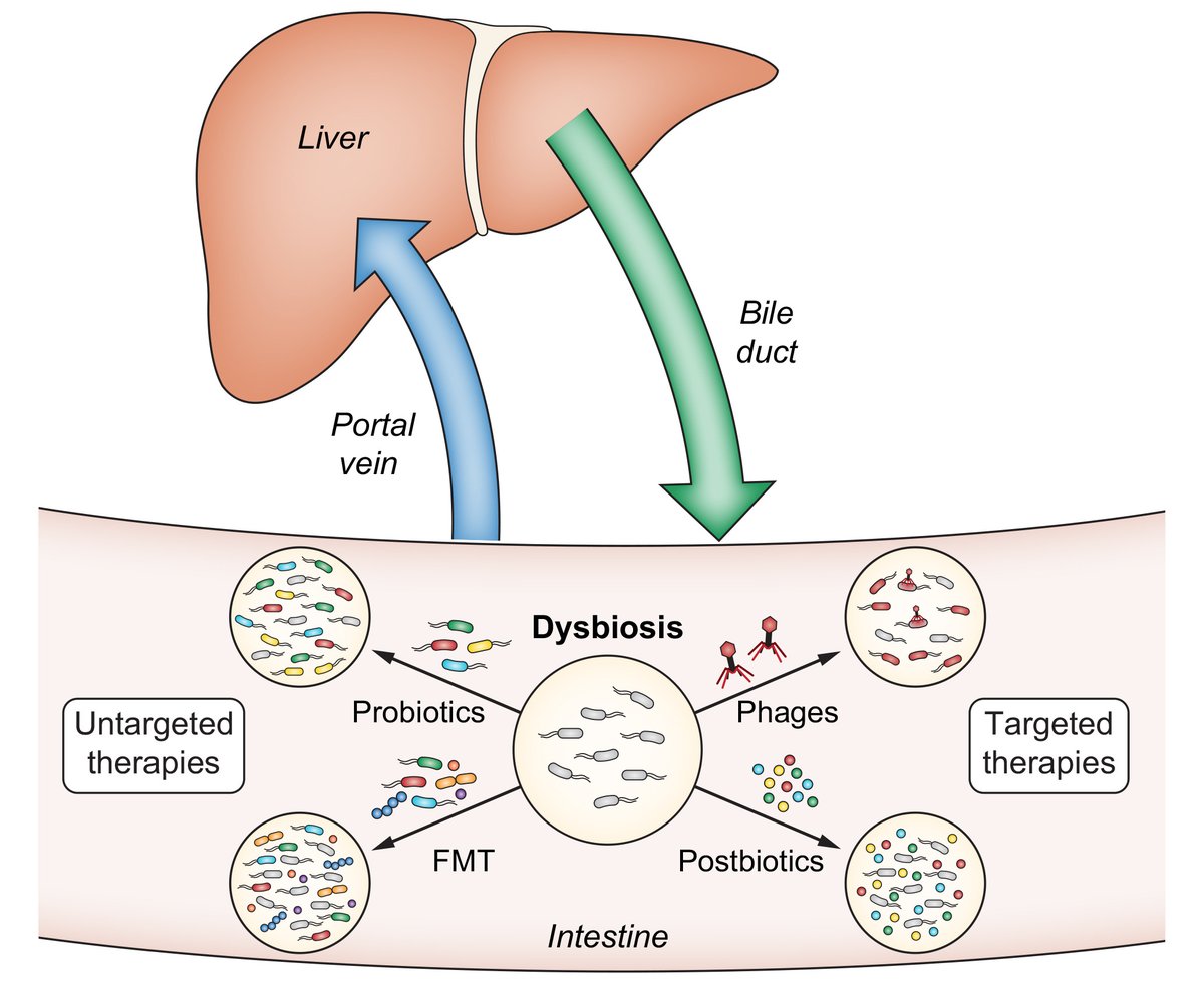 Journal of Hepatology (@jhepatology) on Twitter photo How can manipulation of #gutmicrobiota be used as a novel treatment approach for #liverdisease❓
Find out more here👉bit.ly/3GWAFBc
By <a href="/JasmohanBajaj/">Jasmohan Bajaj</a> & colleagues
Part of #BreakthroughsInHepatology
➡️bit.ly/36khmDF
#LiverTwitter How can manipulation of #gutmicrobiota be used as a novel treatment approach for #liverdisease❓
Find out more here👉bit.ly/3GWAFBc
By <a href="/JasmohanBajaj/">Jasmohan Bajaj</a> & colleagues
Part of #BreakthroughsInHepatology
➡️bit.ly/36khmDF
#LiverTwitter