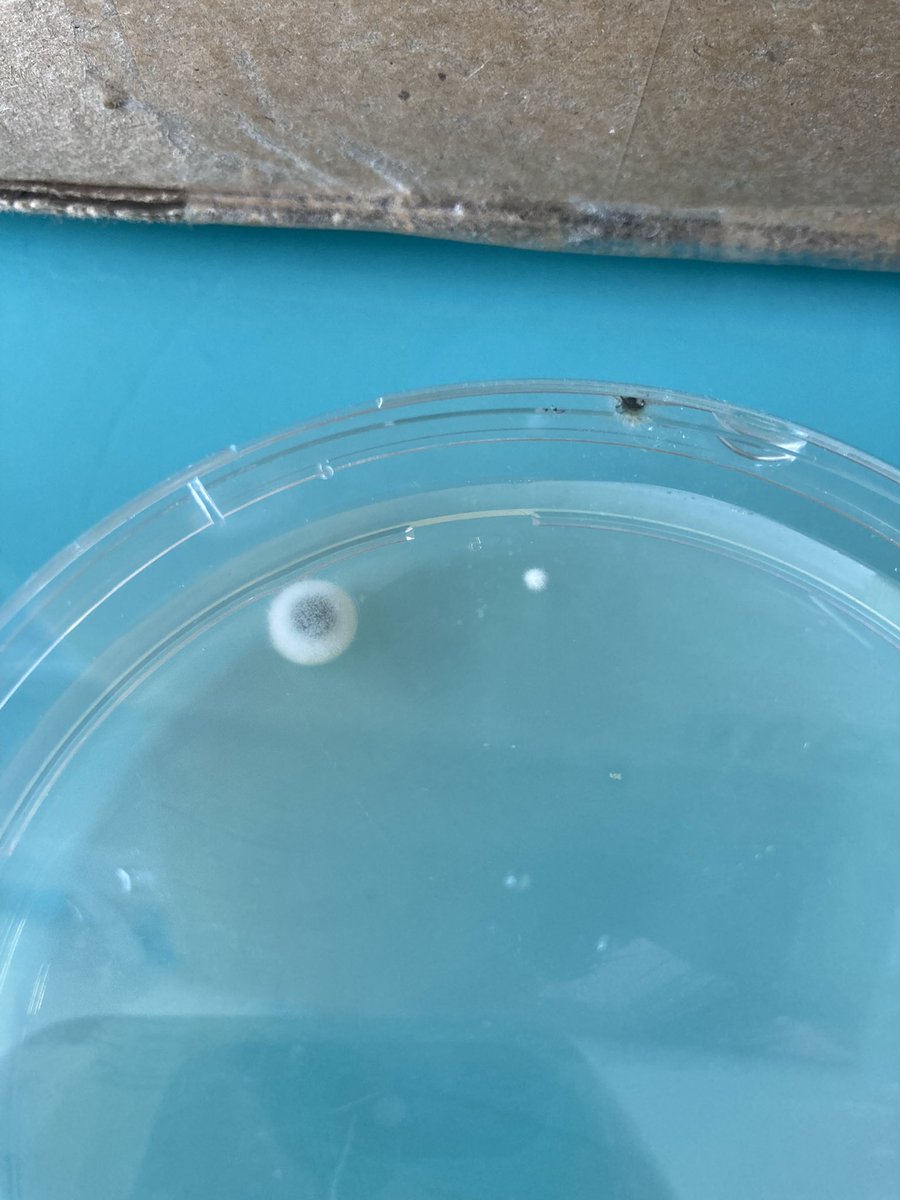lizzycairns92's tweet photo. Cleaning out the cold room and found these growing on kanamycin plates! Any ideas @ContamClub ?#microbiology #fungi #bacteria #AMR #AntibioticResistance https://t.co/wNUYSYLPkq