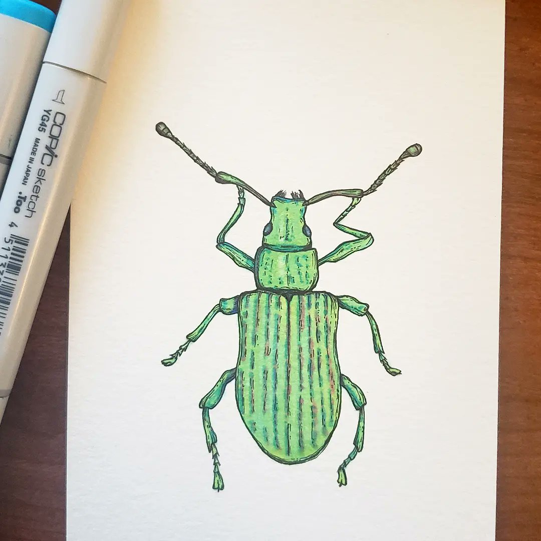 Latest insect art project for this #weevilwednesday