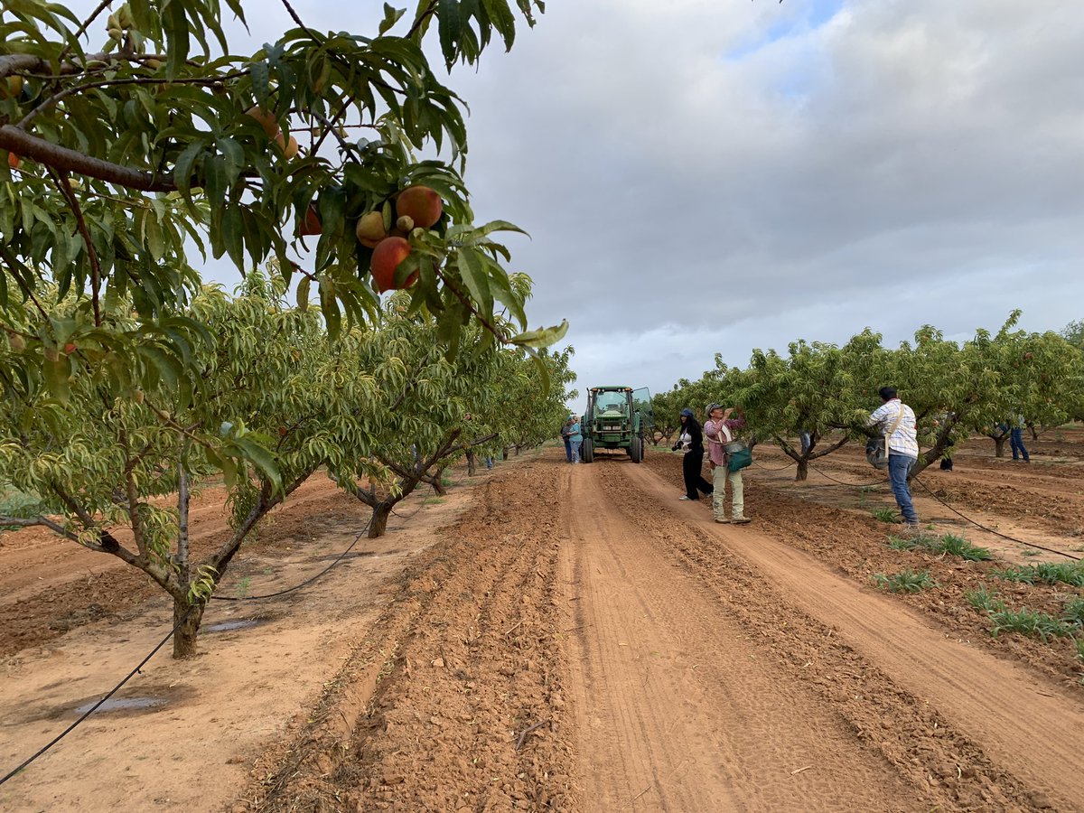 Negrinator's tweet photo. Photographing peach picking at Burg’s Corner orchard outside Stonewall for #ATPIsw22 @ATPI @aliefFineArts https://t.co/ZCnzpRWl22