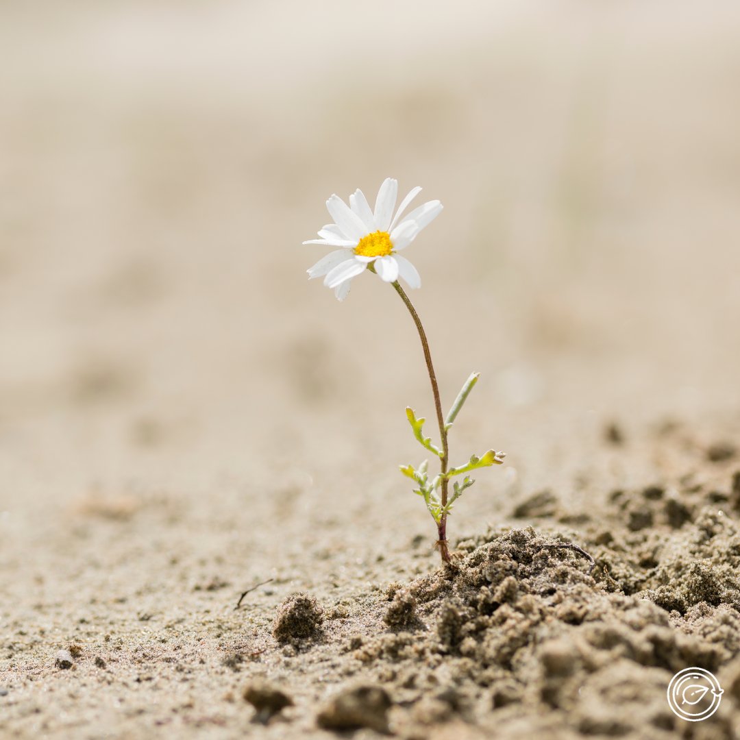 "Es fundamental invertir en la recuperación de nuestro planeta. Hagamos hoy de la tierra saludable el centro de toda nuestra planificación”. —  <a href="/antonioguterres/">António Guterres</a>

#WorldDaytoCombatDesertificationandDrought #DíaMundialdeLuchacontralaDesertificaciónylaSequía  #porunmundomejor