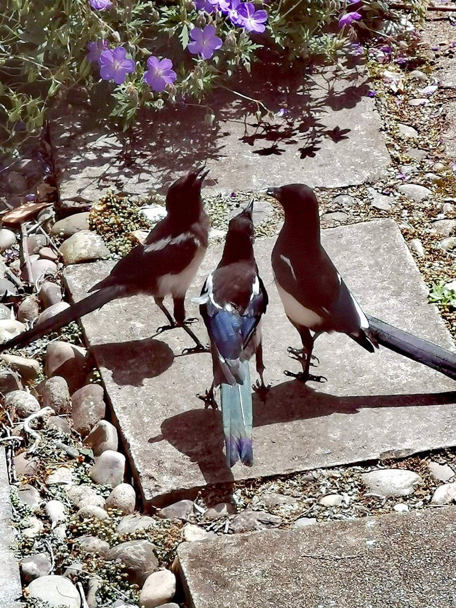 emmalucycole's tweet image. In lockdown we rescued a baby magpie &amp;amp; after 24h got him to @SWWR .They gave him to a corvid specialist who eventually released him. Pie (on the R) flew home (!) &amp;amp; this year had his own family (2 kids on L). Today Pie is beak-feeding his kids #hummous. Our job is done.