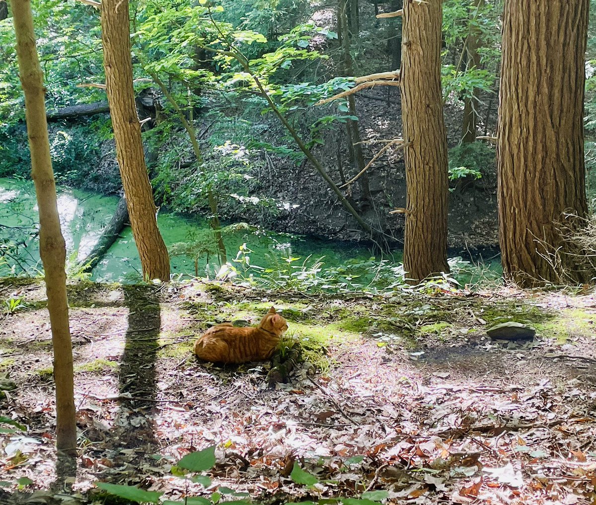 PathMonarch's tweet photo. How cool is it to sit in #meditation with a beloved spirit animal? This guy is mine - I’m forever thankful for his company! #spirituality #animism https://t.co/poVgthLWj9