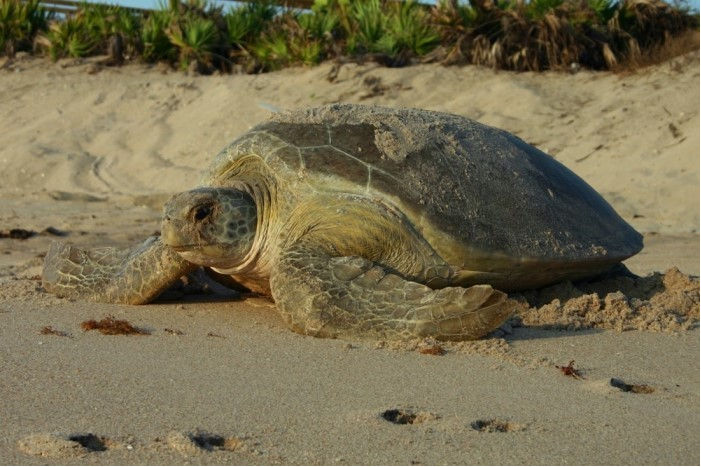 DiscoverMartin's tweet photo. Interested in helping nesting #seaturtles? Be sure to give them space, keep lights out, stash trash & report people disturbing their nests to @MyFWC Wildlife Alert: 888-404-3922.
Learn more here: https://t.co/nrcFkEaDPx #DiscoverMartin #LoveFL #MyFWC https://t.co/xDXgAjfPas