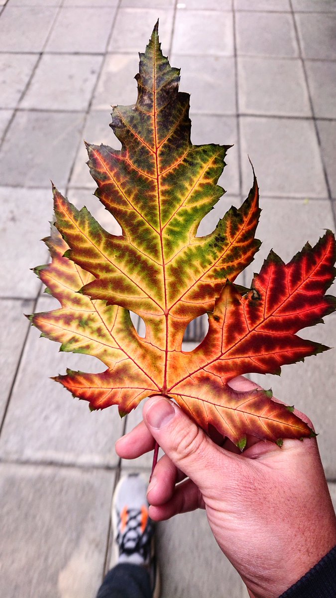 endemianado's tweet photo. Boludo juro que cayó de un árbol no puedo creer lo espectacular de esta hoja! https://t.co/xzLoKbbloW