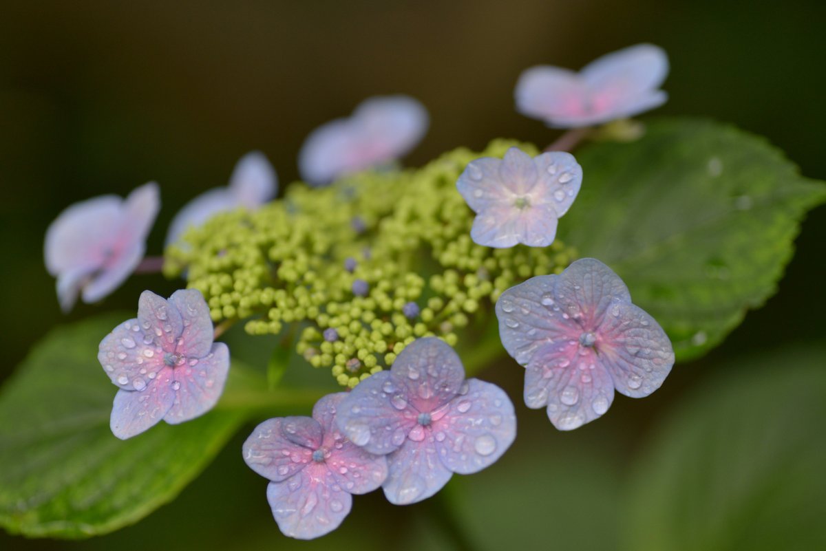 a_kai_kai66's tweet photo. 雨
アジサイの季節
#あじさ��� 
#ファインダー越しの私の世界 
#写真好きな人と繋がりたい 
＃アジサイが彩る長居植物園 https://t.co/vDHnp8xl2M