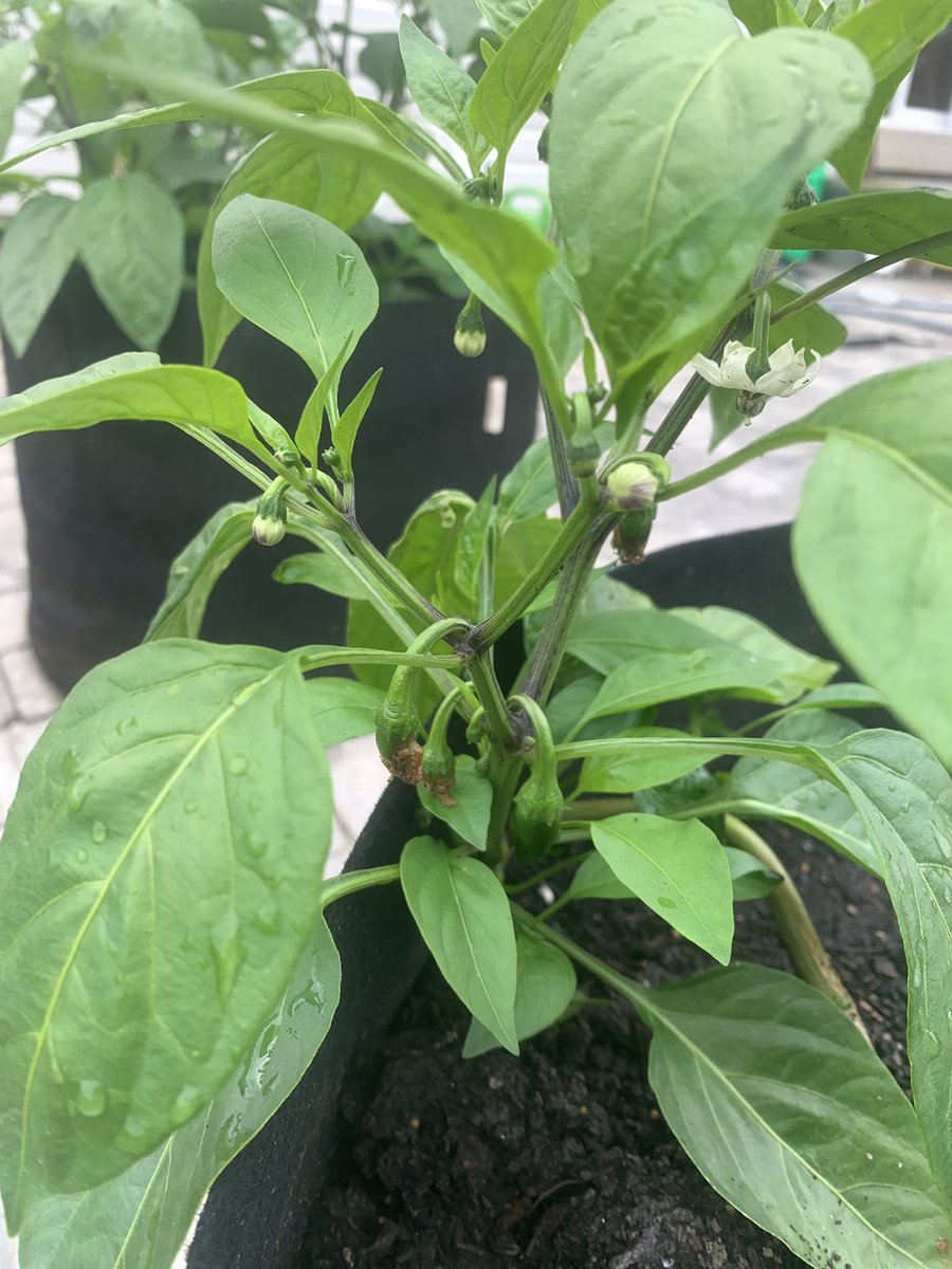 LisaAPurdy's tweet photo. I love seeing new growth! https://t.co/Zgzns6Nfec