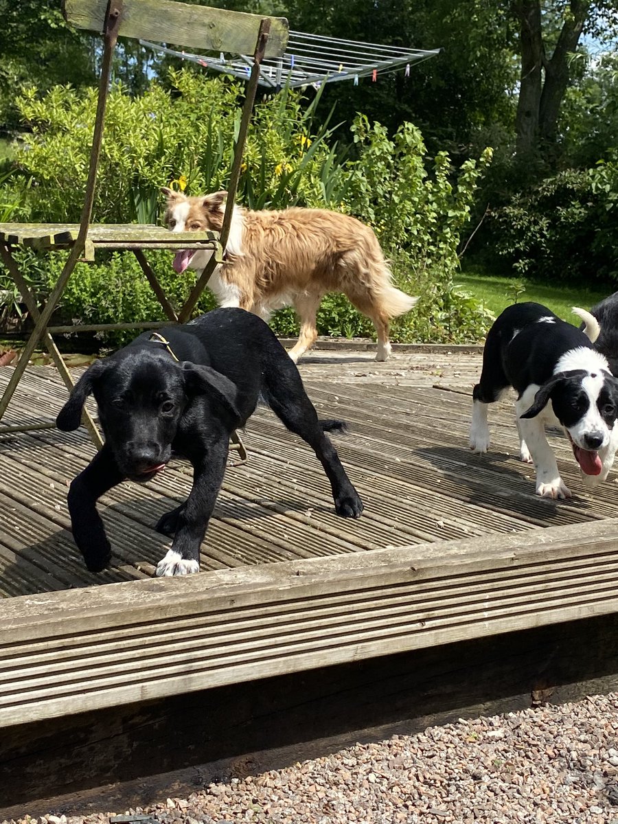DT_Cumbria's tweet photo. Eeney & Miney checking out the pond decking with foster brother keeping a watchful eye. #spanielx #colliecross #spanielxcollie #rescuepup #puppy #Puppies #puppiesoftwitter #dogsoftwitter #dog @DogsTrust https://t.co/MojStopRLw