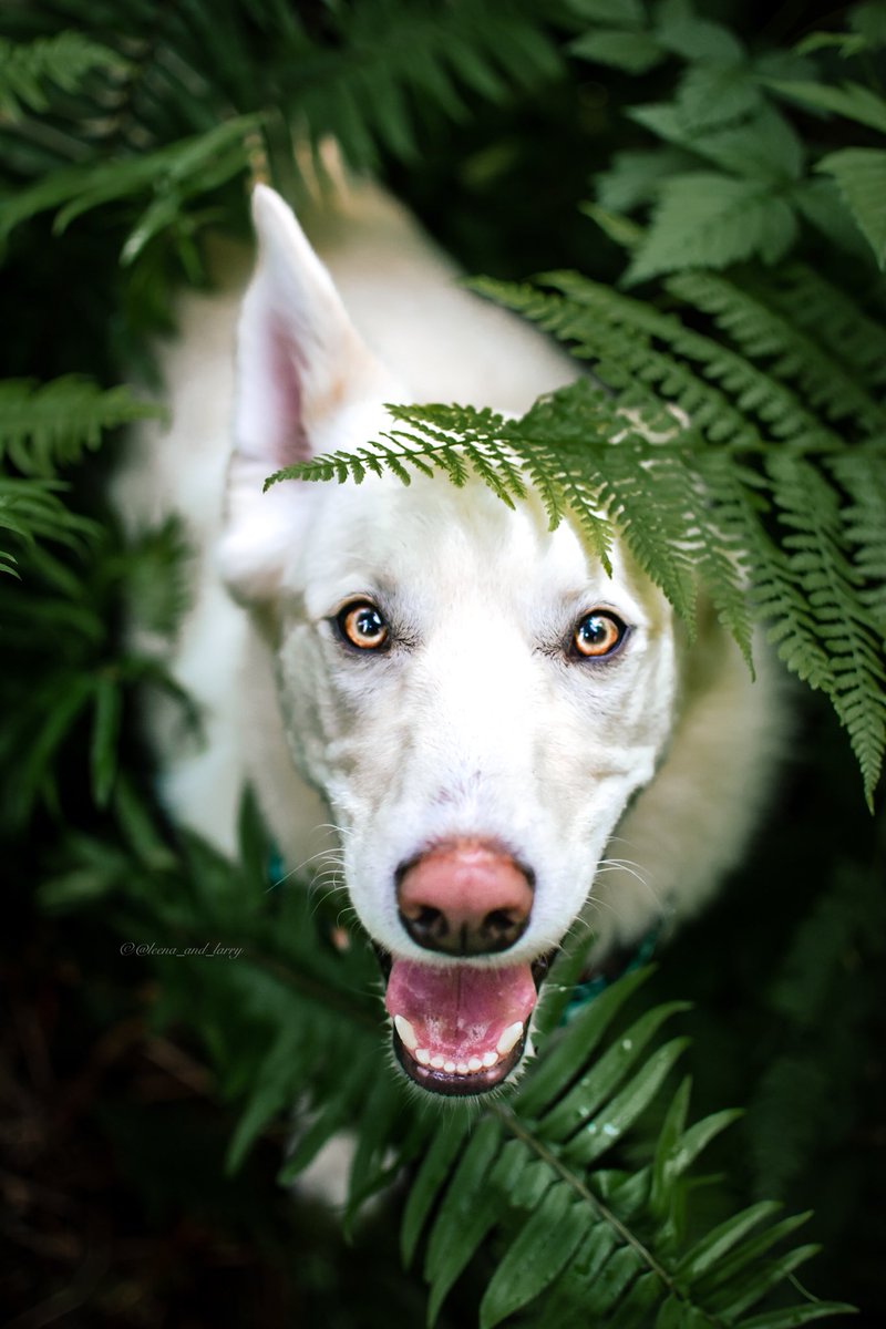 Chantael | Leena & Larry tweet media