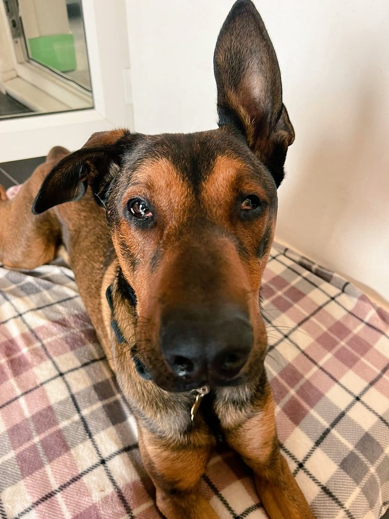 Dexterpup2's tweet photo. Frens I've not been on here for a couple of days...I have a sore eye and the pupdoctor had to put green drops in.i was a good lad and let her. Got treats ๐พ not liking hoomum putting them in unless there's chicken involved. #dogsoftwitter #TeamMali #softdog https://t.co/MV13rnu8wN