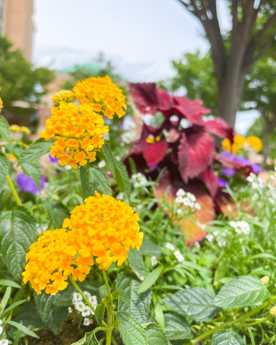 St. Charles Convention Center tweet media