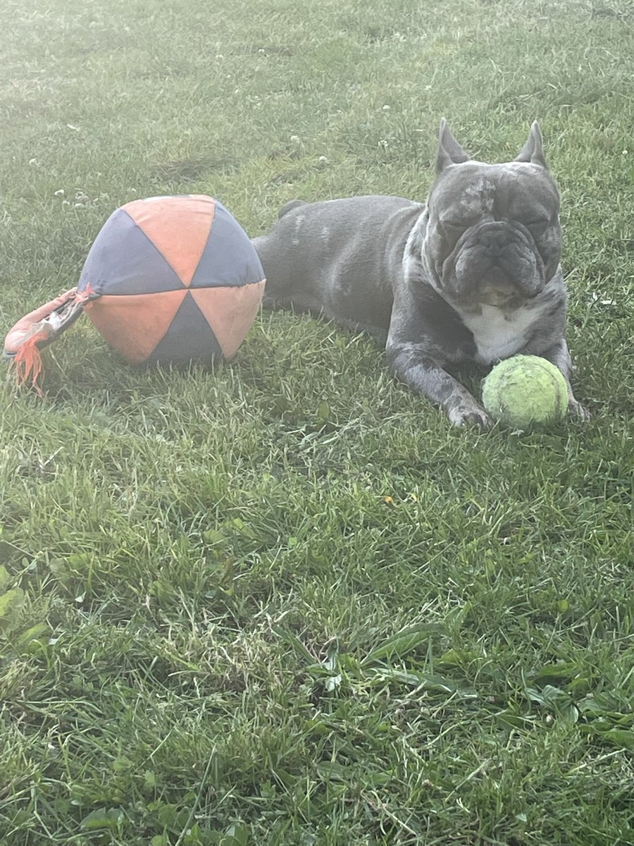 BabyBoyNoNameY1's tweet photo. Guess what guys? … I’m going to make some more cute babies today!! 🙌🏻🐾💙💖🫶🏻 If anyone is interested in using me for #stud please pm us for info 👌🏻🐾✌🏻 #studdog #imakebeautifulbabies #frenchies #cute #pups https://t.co/utSUBhQnoW