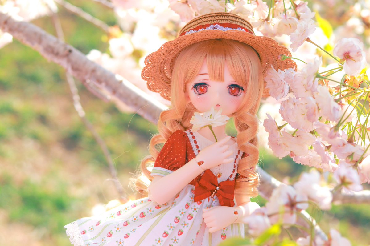 sumomorin39's tweet photo. お花見🌸🍡

#うちのこかわいい https://t.co/BP0db0JGse