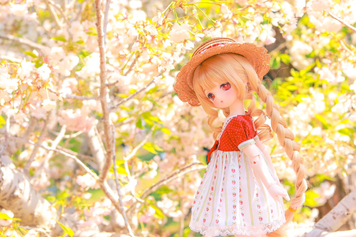 sumomorin39's tweet photo. お花見🌸🍡

#うちのこかわいい https://t.co/BP0db0JGse