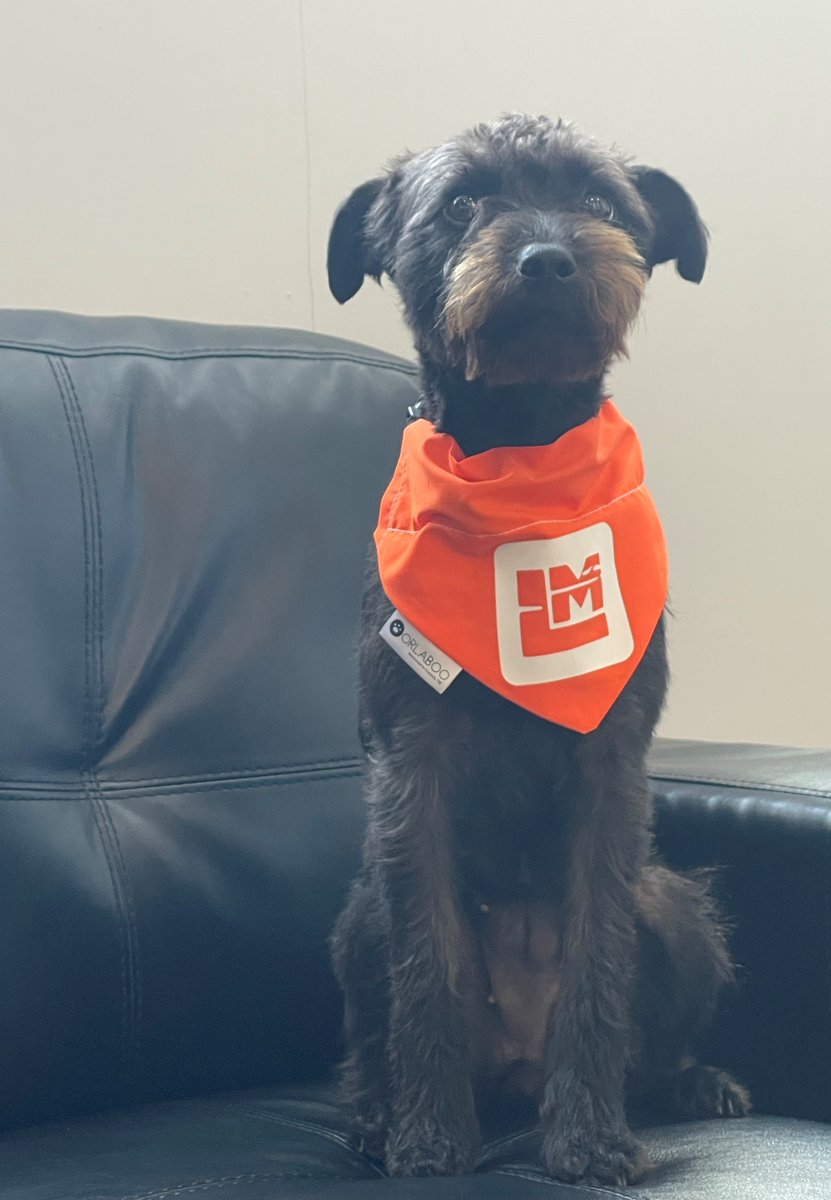 Cartmells's tweet photo. Just 3 days to go until the @TheLakesmanTri LakesMINI event at @KeswickRugby club on Saturday-which we are very pleased to sponsor.
Here's our MD, Peter Stafford, & his boss, Maggie, sporting the latest addition to the merchandise, a pup bandana.
#ProudToSupport #TeamLakesman https://t.co/Ory38wGZUX
