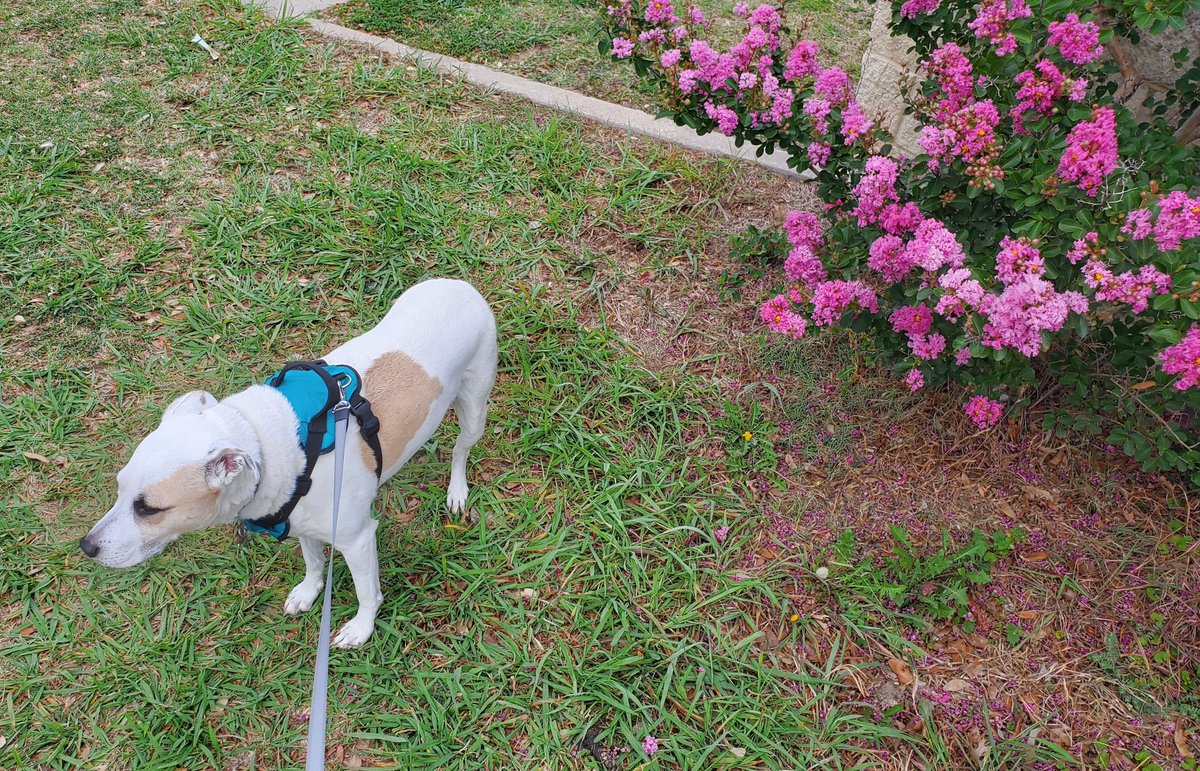 RubyDawgOffcial's tweet photo. Hu-dad, ur not trikken mee wit dem floofs. Ah noe dis iz dat playss wayr day stik mee wit da sharp pointee tingz.
#veterinary #vaccinations #dogsoftwitter #Rubydawg #vetvisit #nothappy https://t.co/wXK7Wn4Nnm