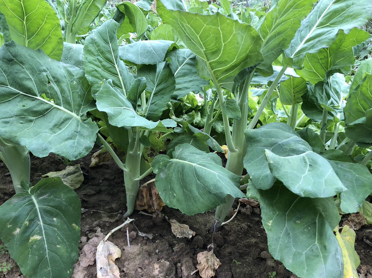 hkchi12's tweet photo. Brassica oleracea var. alboglabra. As tasty as other cultivars of B. oleracea https://t.co/dhjzK6yj1P