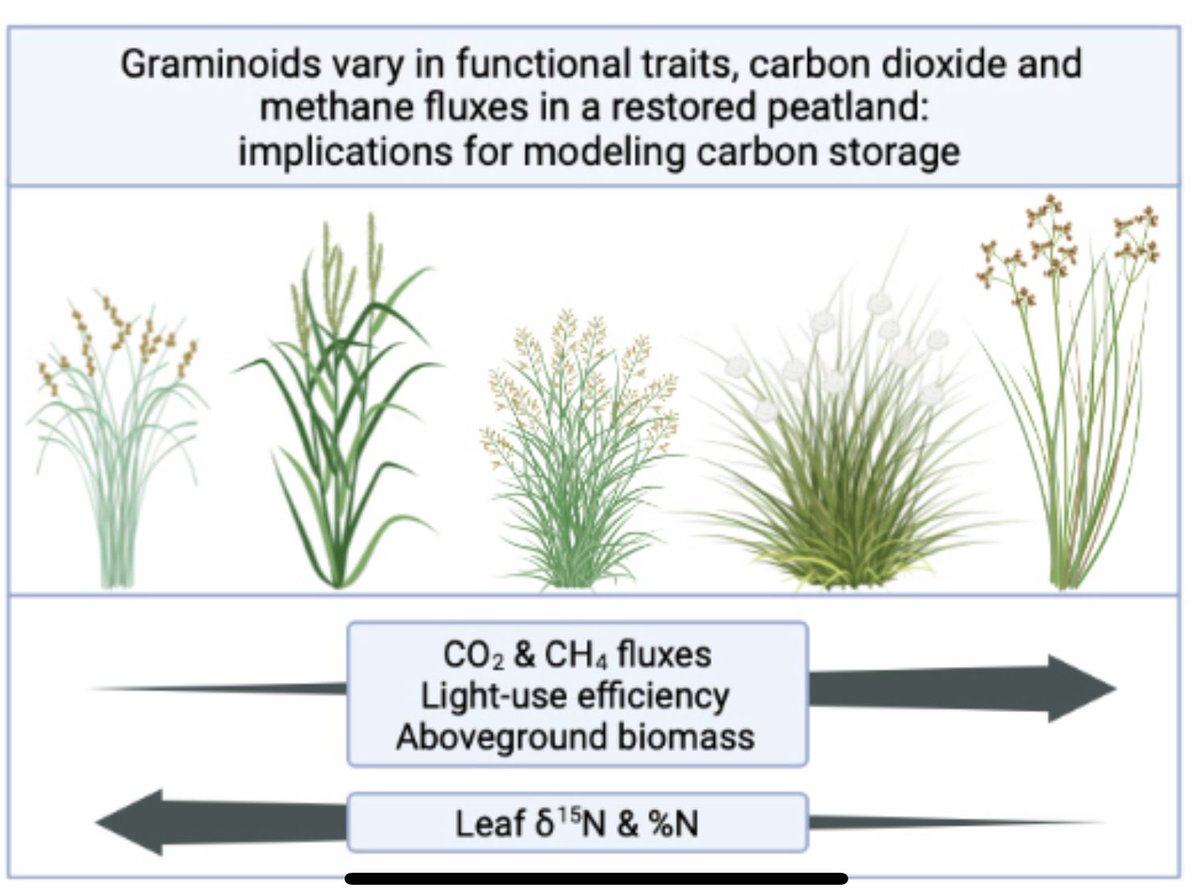 emgbotany's tweet photo. Thrilled to have our work on #graminoid functional diversity in a #peatland #restoration context out @JEcology ๐คฉ These seemingly similar spp are so diverse! Variation in #traits & #gasex. Implications for #carbon cycling & modeling. Graphical abstract made in @BioRender. @GhgLab https://t.co/Fuud0w5WQQ