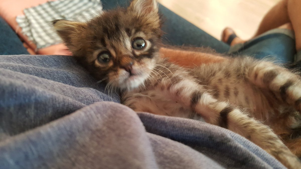 Merhaba ben Ortak... Beni #DirenOrtak hashtagiyle tanıdınız. Bundan böyle benimle ilgili haberleri, serüvenimi buradan takip edebilirsiniz. Sadece bu da değil. Sokak canlarıyla ilgili bilgi, destek ve dayanışma haberleri de burada olacak. Beni takip ederseniz çok mutlu olurum🐺