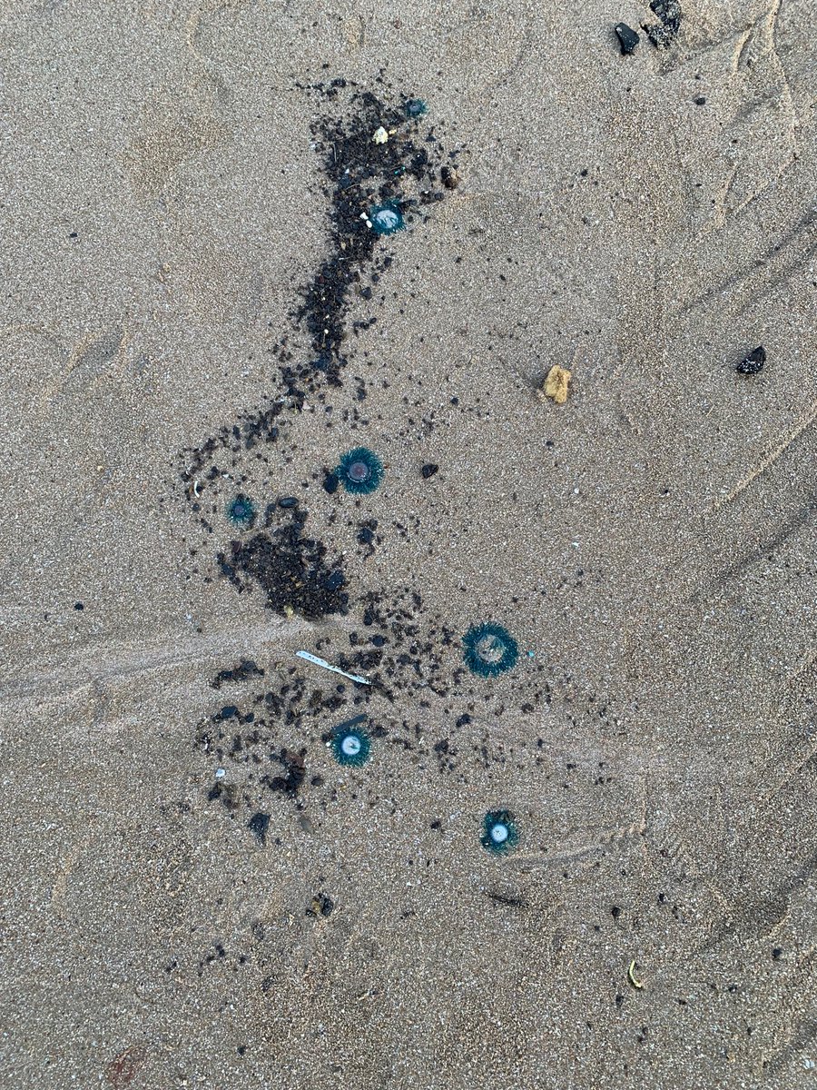 MarishaThakur's tweet photo. #BlueButtons washed up aplenty on the shores today. @Pugdandee @dakshin_seas @PodcastTaW https://t.co/WdeDN0B7GQ
