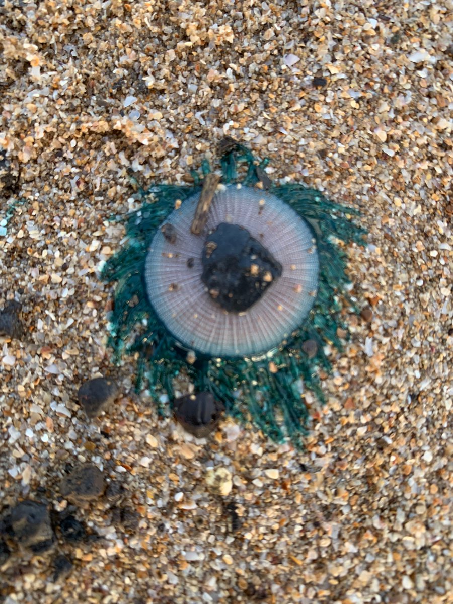 MarishaThakur's tweet photo. #BlueButtons washed up aplenty on the shores today. @Pugdandee @dakshin_seas @PodcastTaW https://t.co/WdeDN0B7GQ