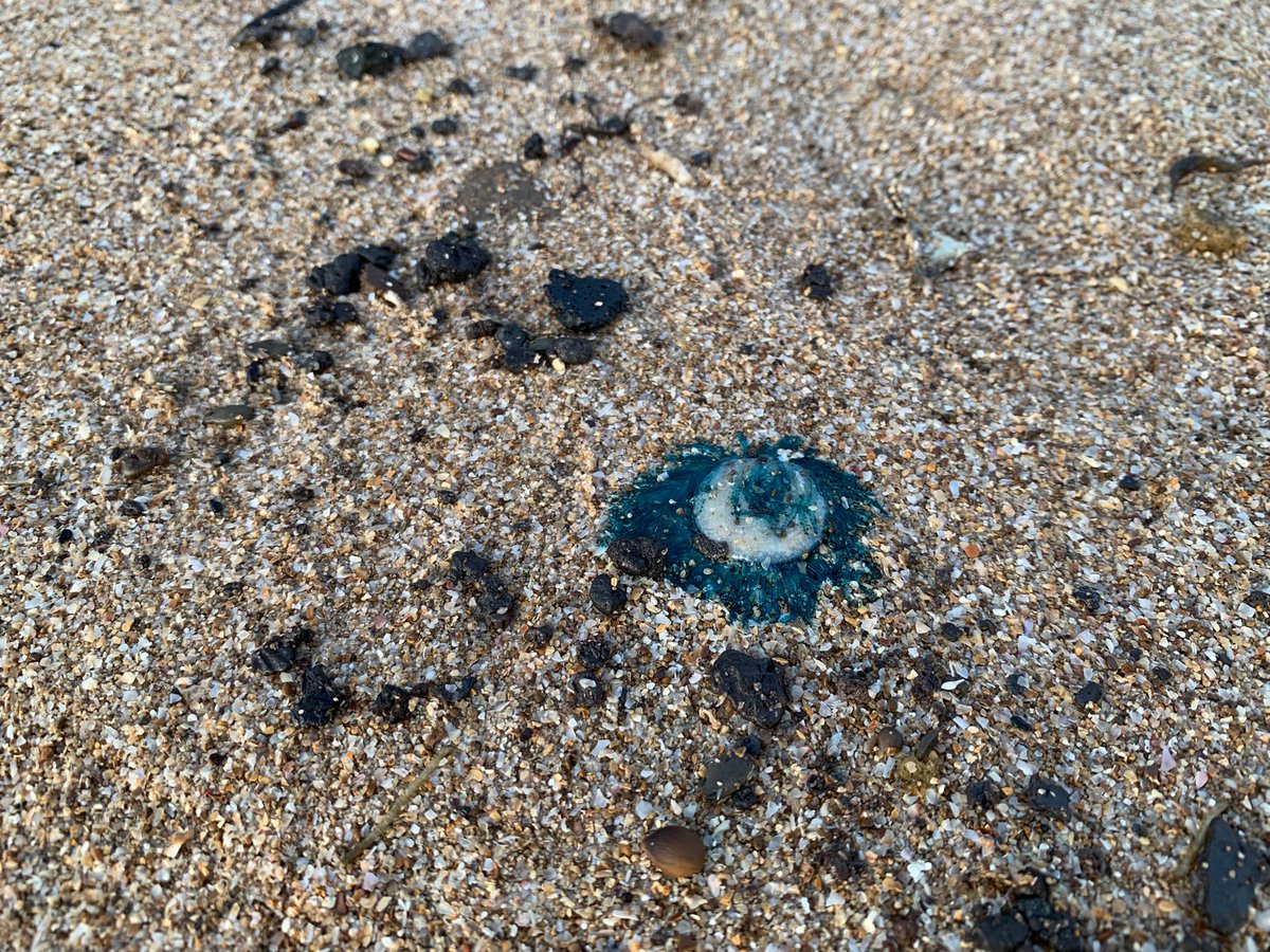 MarishaThakur's tweet photo. #BlueButtons washed up aplenty on the shores today. @Pugdandee @dakshin_seas @PodcastTaW https://t.co/WdeDN0B7GQ