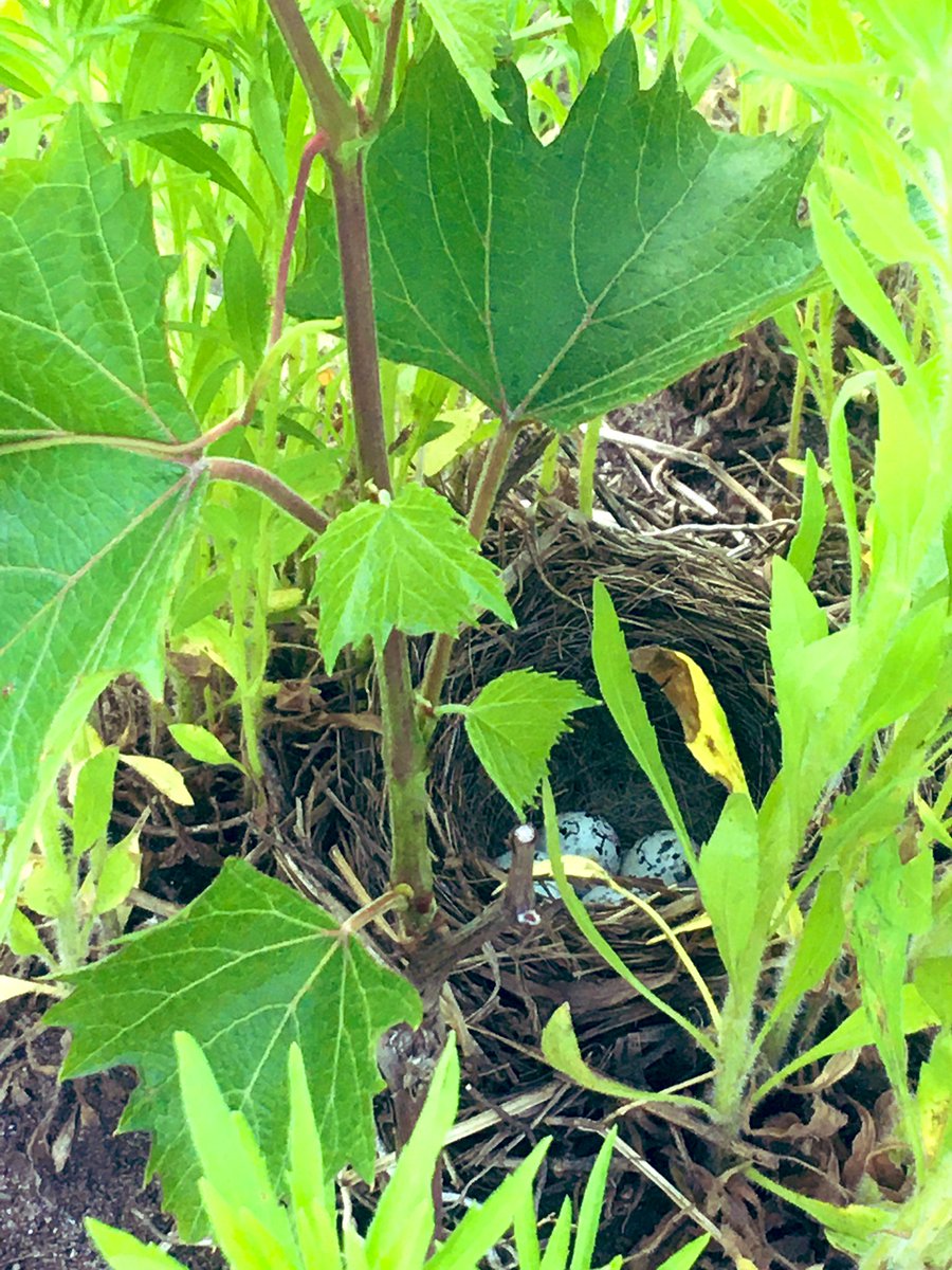 allAmericanYolo's tweet photo. came across some eggs while yanking out vineyard weeds #groundNest #sparedWeeds #letItBe #birdEggs2022 https://t.co/8TKwKor01N