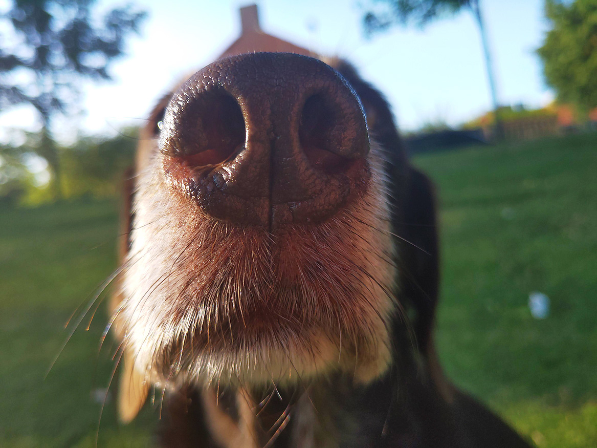 Cleo🌈 & her emotional support human 🐶 😊 tweet media