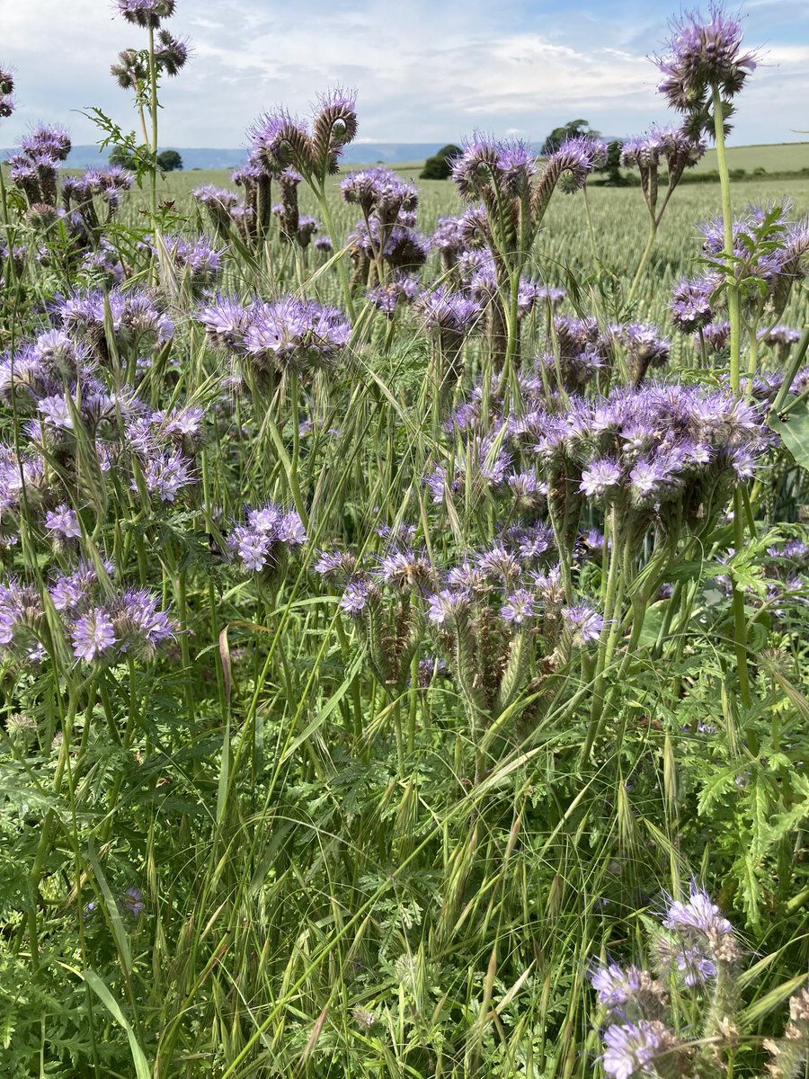 stellaowenphill's tweet photo. Monmouthshire looking wonderful today. Wildflower strips safely wrapped next to hedgerow and cushioned against productive wheat crops. #countryside #bees #wheat #connectedcountryside https://t.co/0zPl9MLMi2