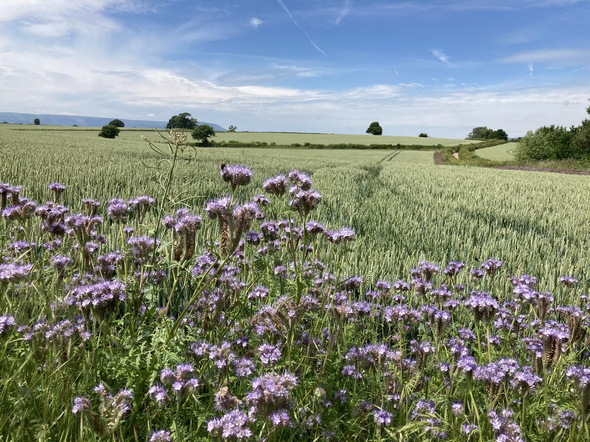 stellaowenphill's tweet photo. Monmouthshire looking wonderful today. Wildflower strips safely wrapped next to hedgerow and cushioned against productive wheat crops. #countryside #bees #wheat #connectedcountryside https://t.co/0zPl9MLMi2