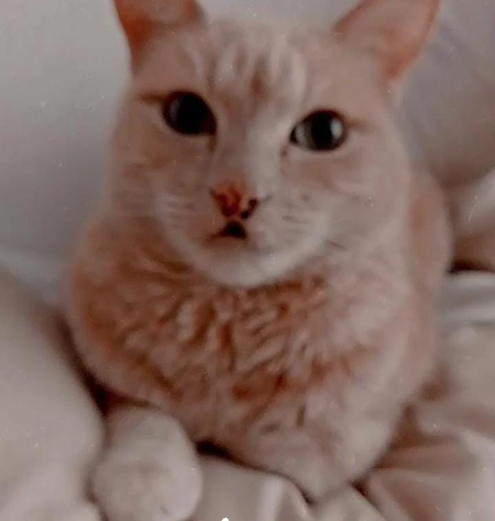 dedos__locos's tweet photo. Bastet la diosa del hogar #GatosReales @efectomirringo https://t.co/hzTHN5H15b