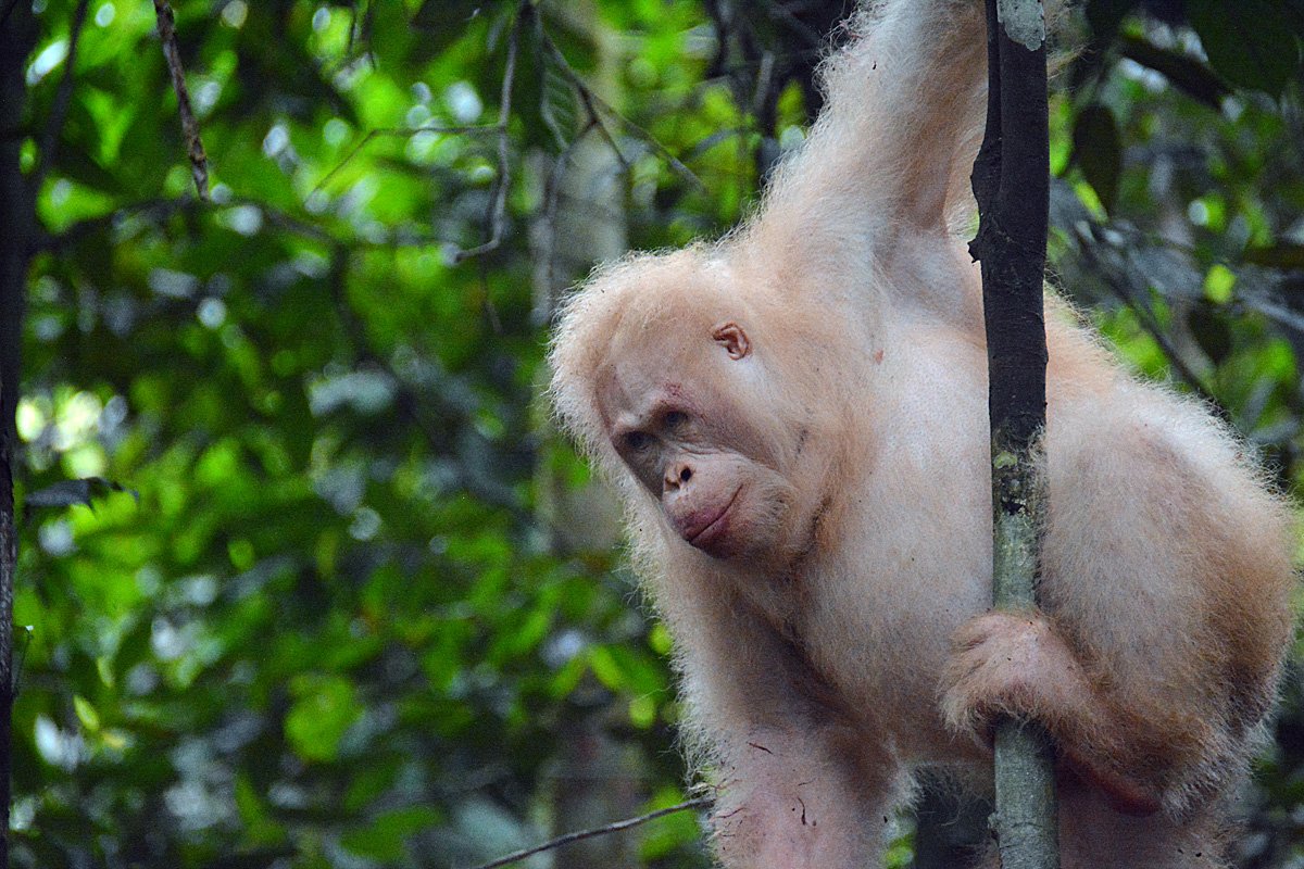 OrangsDaily's tweet photo. Photos taken by the BOS foundation in 2020 of Alba, the worlds only known albino orangutan. She was released kept as a pet until she was rescued in 2017 and was returned to the wild a year later. She is still thriving in the wild today. https://t.co/a7VTFkAi57