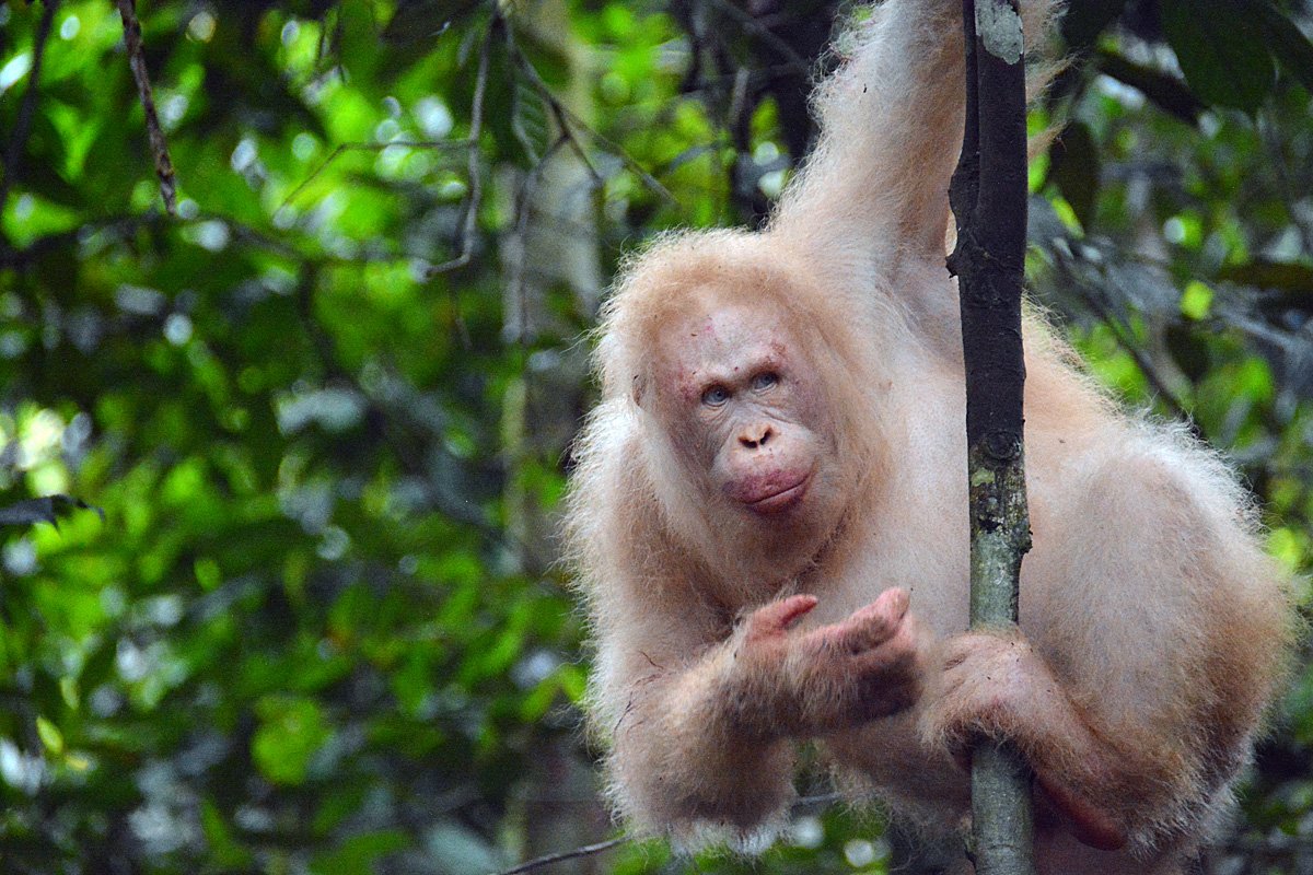 OrangsDaily's tweet photo. Photos taken by the BOS foundation in 2020 of Alba, the worlds only known albino orangutan. She was released kept as a pet until she was rescued in 2017 and was returned to the wild a year later. She is still thriving in the wild today. https://t.co/a7VTFkAi57