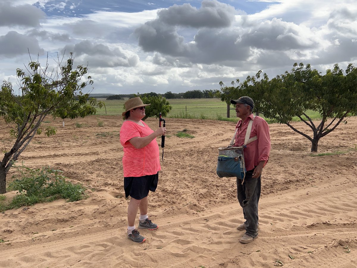 sam_oldenburg's tweet photo. Photographers and pickers both at work in the orchard this morning under nice cloud cover @ATPI #atpisw22 https://t.co/qT9E4lOj5x