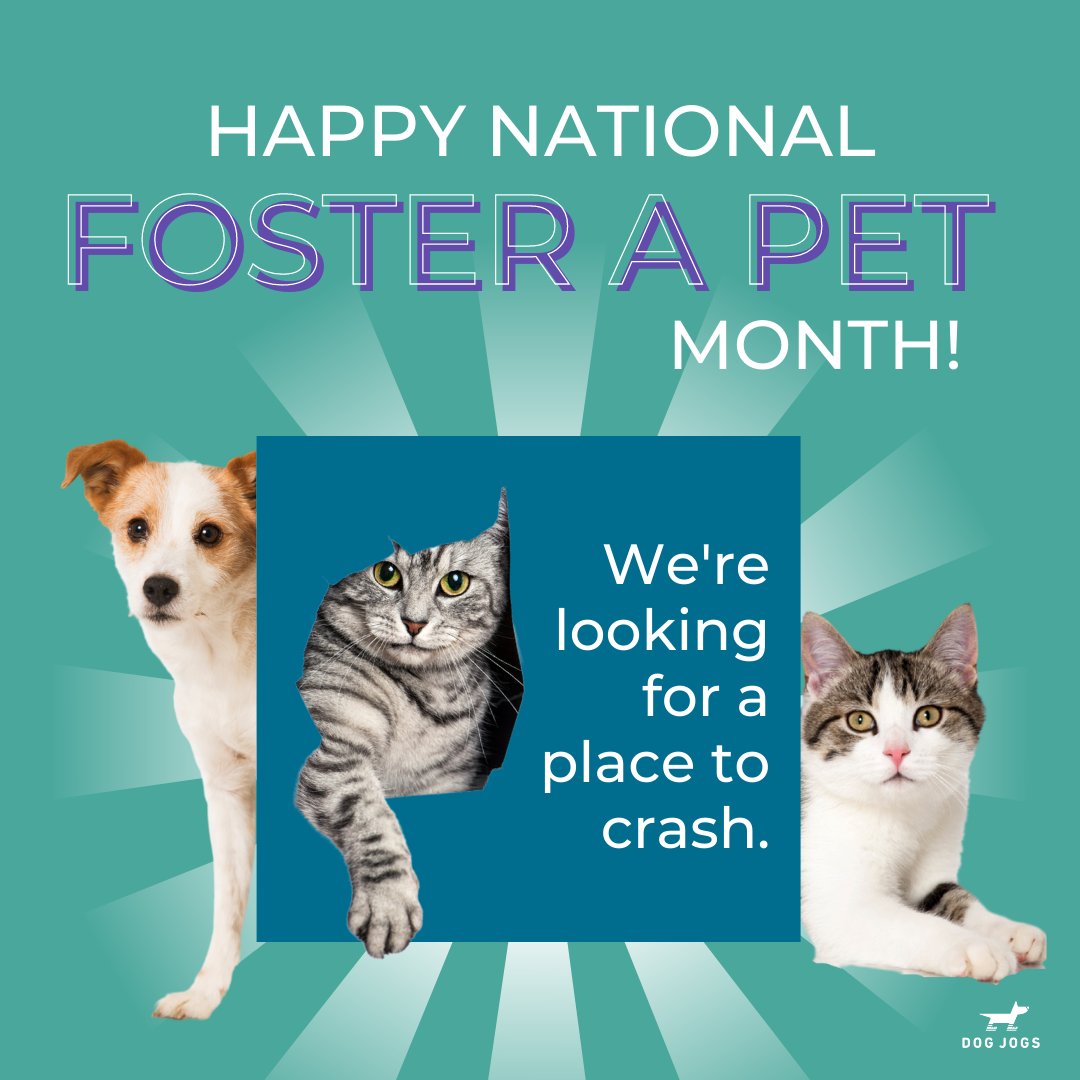 yegdogjogs's tweet photo. These animals need us! Help us help them find their fur-ever homes. Tag your local animal shelter or rescue below. https://t.co/u5hQLuRmxd