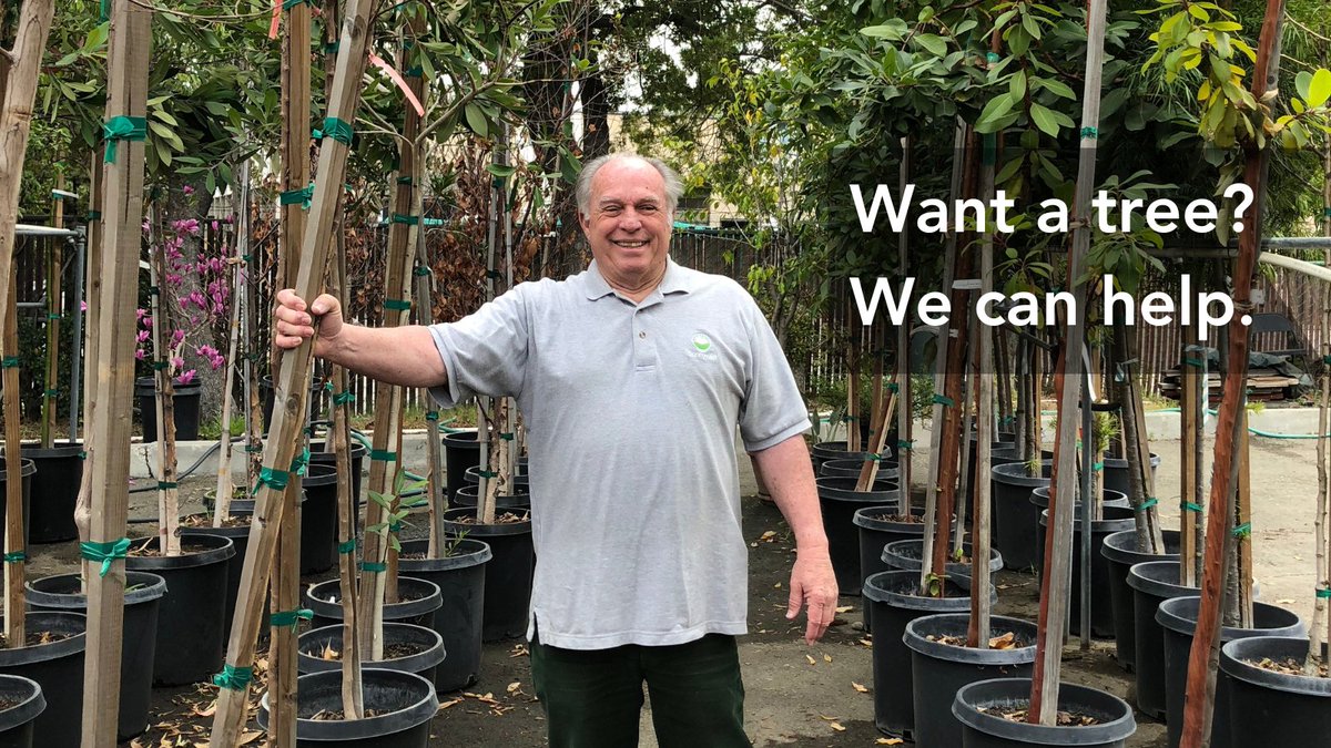 City of Sunnyvale (@cityofsunnyvale) on Twitter photo Want a tree to spruce up your yard? We can help. (We'll even care for it for 3 years!)
We've partnered w/ <a href="/OurCityForest/">Our City Forest</a> & Sunnyvale Urban Forest Advocates (SUFA) to plant fifty 15-gallon trees in the community. Grab yours today!
🌳 ourcityforest.org/sunnyvale Want a tree to spruce up your yard? We can help. (We'll even care for it for 3 years!)
We've partnered w/ <a href="/OurCityForest/">Our City Forest</a> & Sunnyvale Urban Forest Advocates (SUFA) to plant fifty 15-gallon trees in the community. Grab yours today!
🌳 ourcityforest.org/sunnyvale