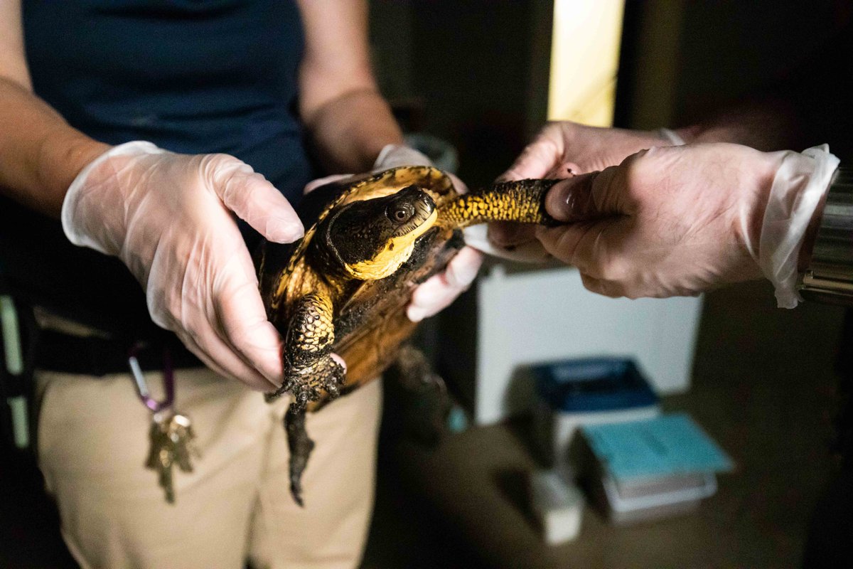 buffalozoo's tweet photo. Together with the help of the amazing Seneca Nation Fish and Wildlife officers, the Buffalo Zoo aims to help strengthen the Blanding's turtle population for generations to come. Every baby counts! 🐢💚
#HeadStart #Conservation #LocalConservation #LocalWildlife #SavingSpecies https://t.co/6SdbRemHey