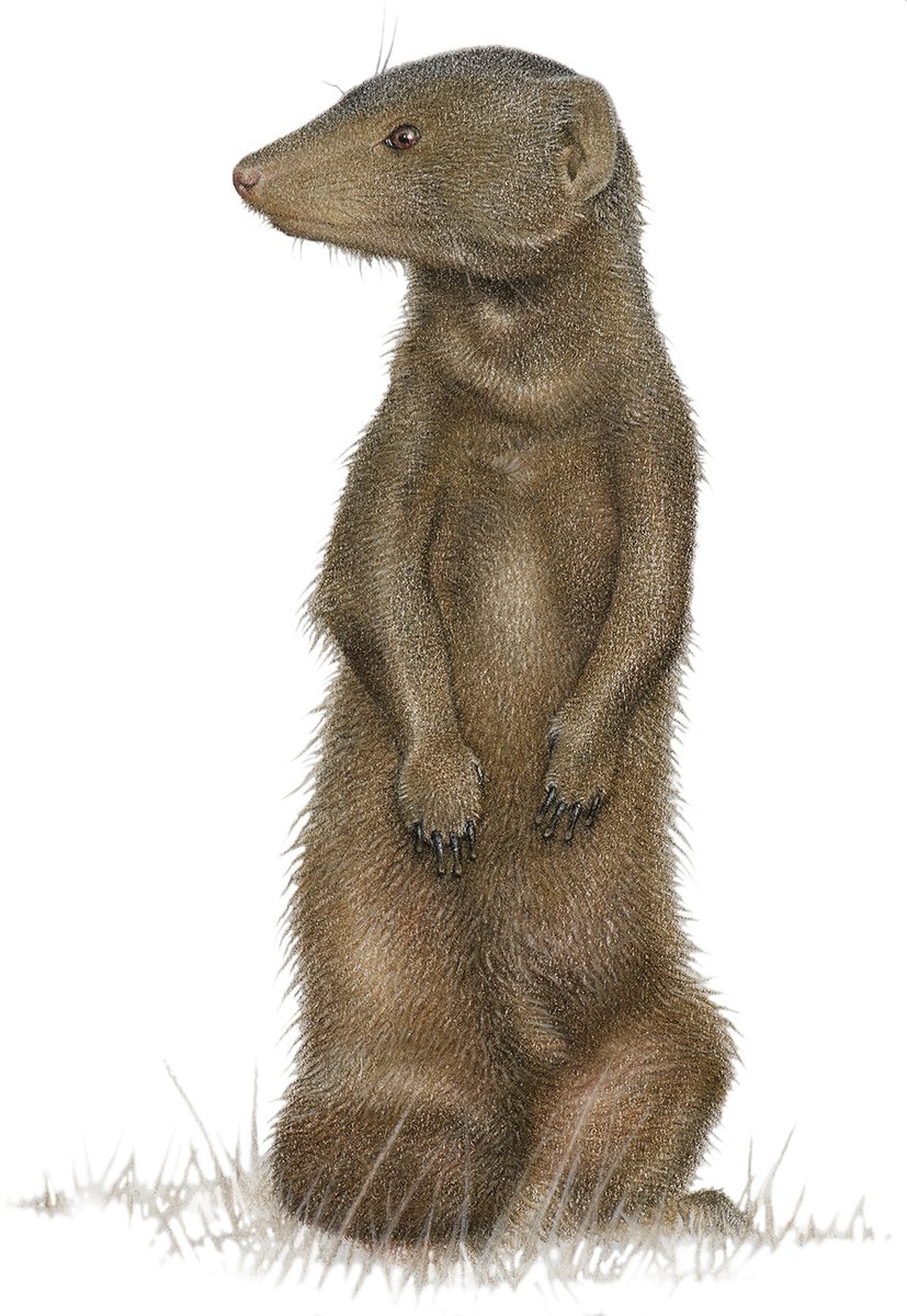 Dwarf Mongoose tweet media