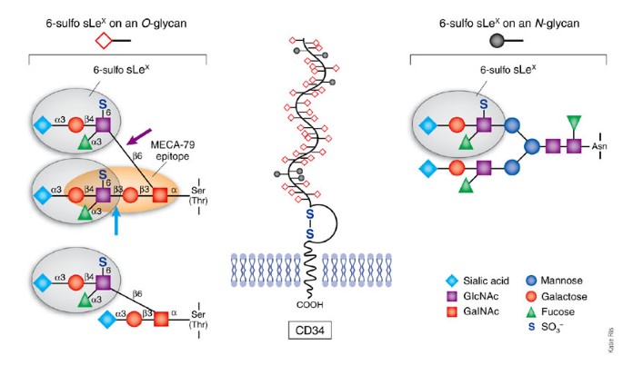 badglycans tweet media