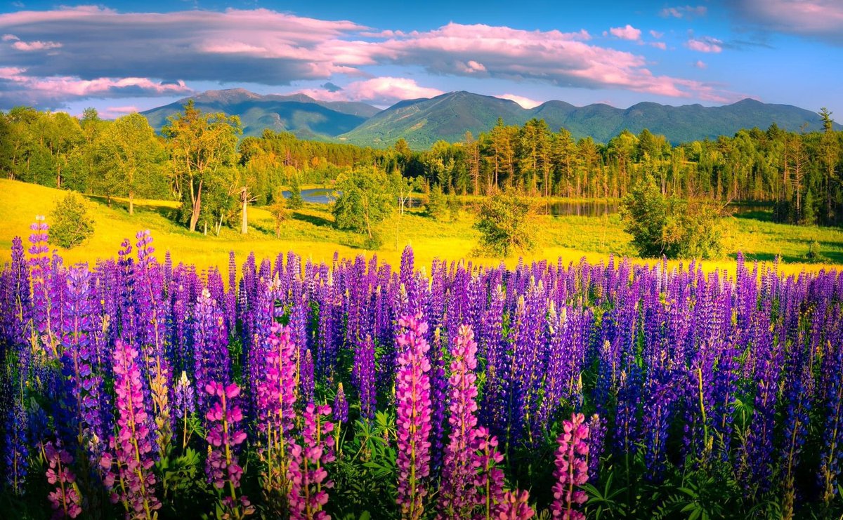 WMUR9's tweet image. 😍 Views of lupine and the mountains never get old. / 📸: Shaun Terhune Fine Art Photography | u local New Hampshire
