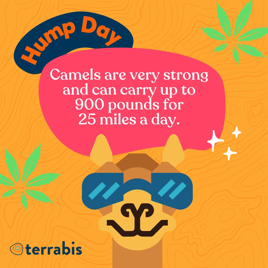 terrabis's tweet photo. 🐪 What day is it!? We have what you need to get you over the hump. 🌲 😎
#humpday #happyhumpday #camels #camel #camelfacts #sciencefacts #facts https://t.co/J46SrVum0l