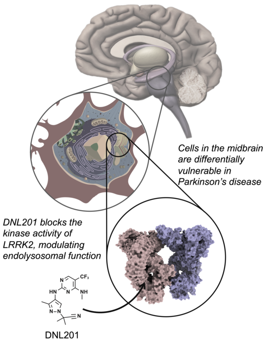 Science Magazine (@sciencemagazine) on Twitter photo A small molecule inhibitor of #LRRK2 shows promise against #ParkinsonsDisease in animals and proves safe for patients in a phase 1 trial, shows new research in <a href="/ScienceTM/">Science Translational Medicine</a>. fcld.ly/1m0hemg A small molecule inhibitor of #LRRK2 shows promise against #ParkinsonsDisease in animals and proves safe for patients in a phase 1 trial, shows new research in <a href="/ScienceTM/">Science Translational Medicine</a>. fcld.ly/1m0hemg