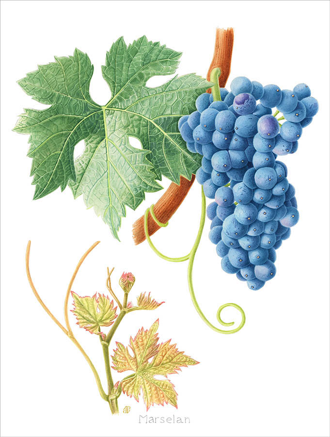 OIV_int's tweet photo. Only 2 weeks left until the OIV's International Ampelography Course🍇

This year's featured grape variety is the Marselan, a crossing between Grenache &amp; Cabernet Sauvignon first bred by INRAE in 1961 @INRAE_France @Supagro @vignevinfrance https://t.co/lM3ghbodu9