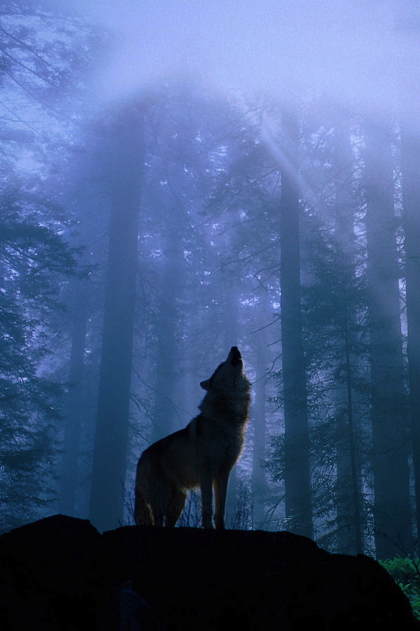 HourlyWolves presents:
