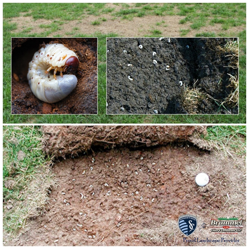 Do you have patches of dead grass or areas of turf that pull up easily? If so, this could be caused by grubs. These tiny critters are larva of beetles and start emerging from the ground in June and go back into the ground in August.
brummellawn.com | 816-525-8333